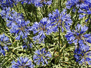 Picture of Agapanthus